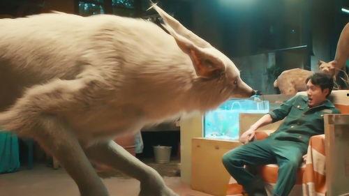 救动物成人报恩视频播放,感人视频见证生命间的深情厚谊