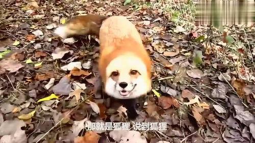 救动物成人报恩视频播放,感人视频见证生命间的深情厚谊