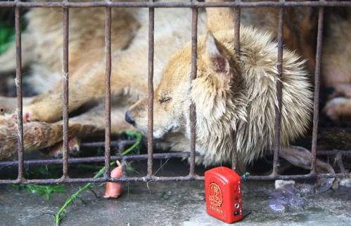 救动物成人报恩视频播放,感人视频见证生命间的深情厚谊